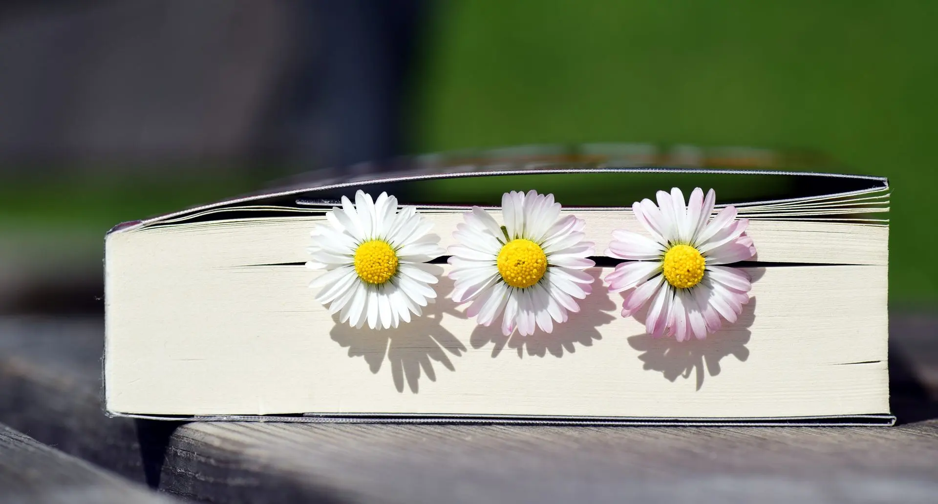 Книга, цветы, маргаритки, чтение, бета-ридинг